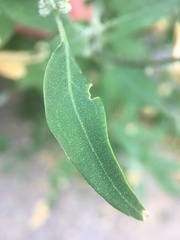 Chenopodium album