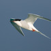 Roseate Tern - Photo (c) Noah Frade, some rights reserved (CC BY-NC-ND)