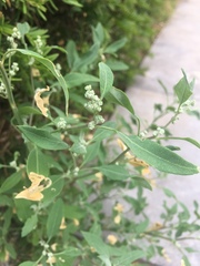 Chenopodium album