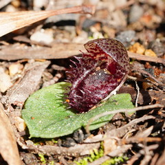 Corybas fimbriatus