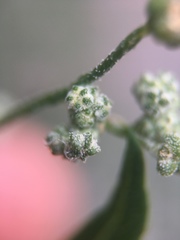 Chenopodium album