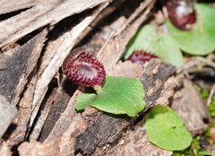 Corybas fimbriatus