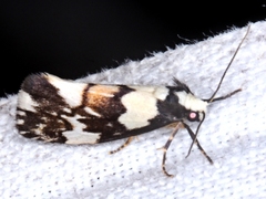 Philenora irregularis