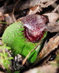 Corybas fimbriatus