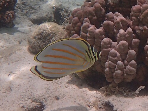 Sierlijke koraalvlinder (Chaetodon ornatissimus) — Chaetodontidae — 5