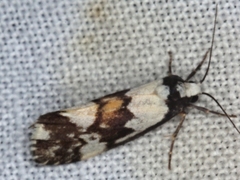 Philenora irregularis