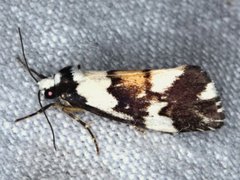 Philenora irregularis