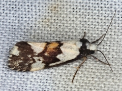 Philenora irregularis