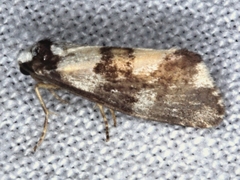 Philenora irregularis