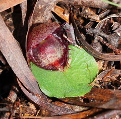 Corybas fimbriatus