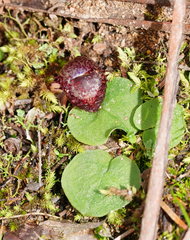 Corybas fimbriatus