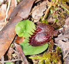 Corybas fimbriatus