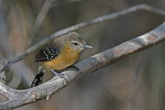 Southern White-Fringed Antwren photo 3