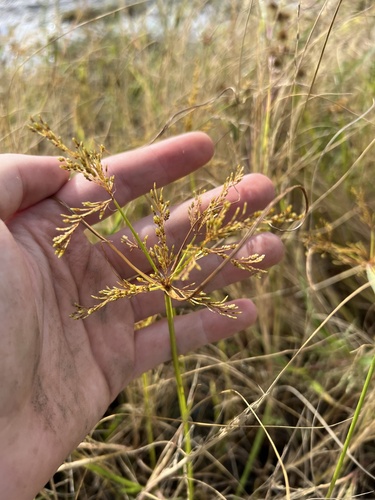 Image of Rice Flat-Sedge (Cyperus iria) by no rights reserved