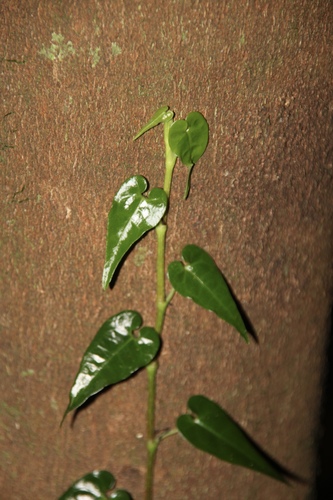 Piper borbonense, photograph 3