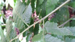 Biasticus flavinotus