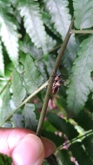 Biasticus flavinotus