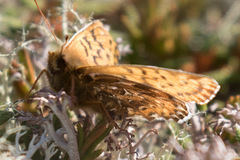 Boloria polaris