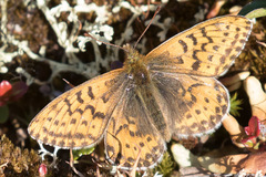 Boloria polaris
