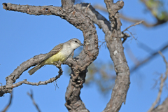 Suiriri Flycatcher photo 3