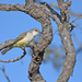 Suiriri Flycatcher - Photo (c) Christoph Moning, some rights reserved (CC BY), uploaded by Christoph Moning