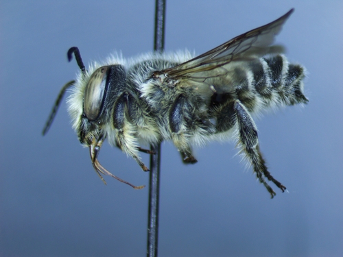 Megachile lippiae