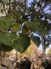 Ficus tettensis image