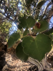 Ficus tettensis image