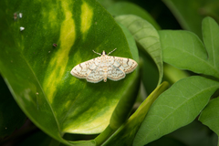Haritalodes derogata