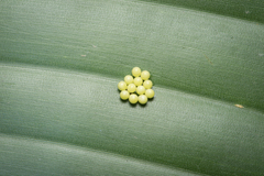 Erionota torus