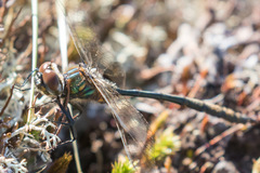 Somatochlora franklini