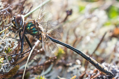 Somatochlora franklini