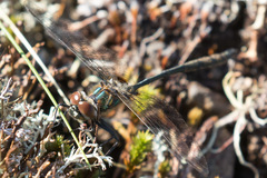 Somatochlora franklini