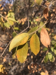 Grewia retinervis