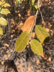 Grewia retinervis