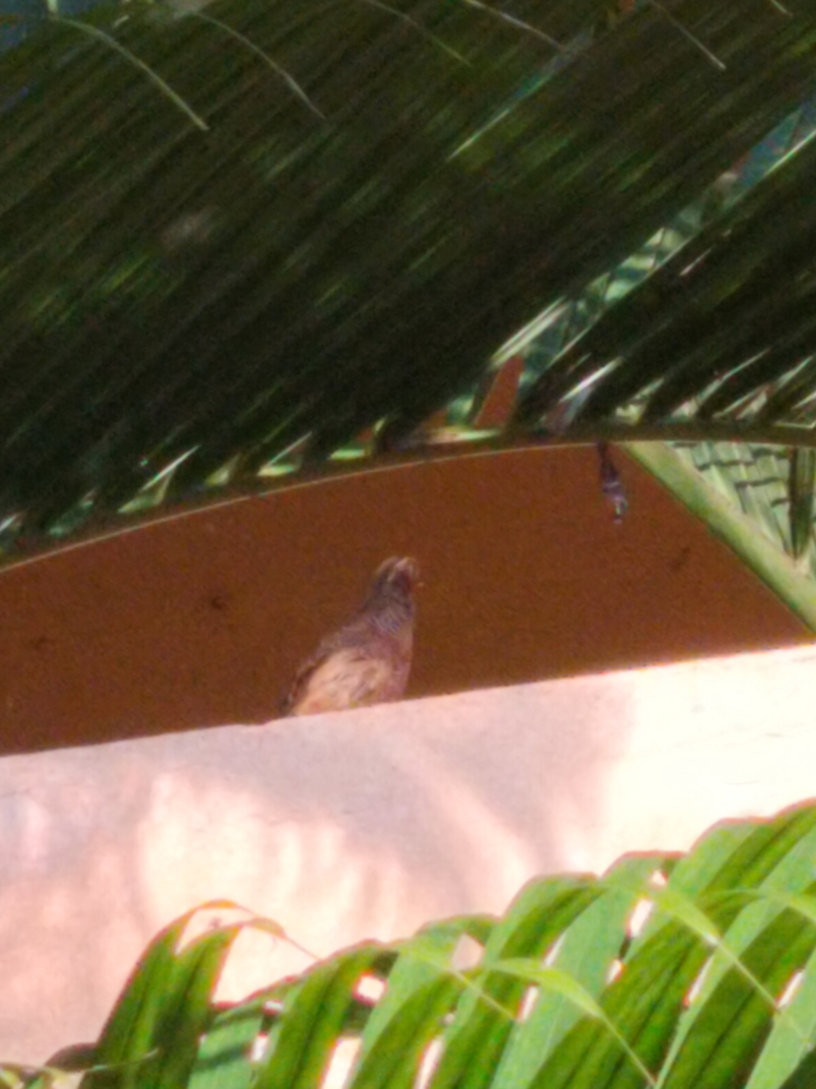 Jungle Bush Quail (Perdicula asiatica), photo 8