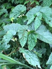 Begonia longifolia