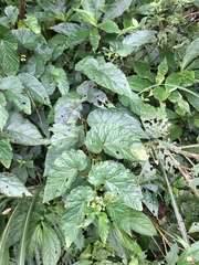Begonia longifolia