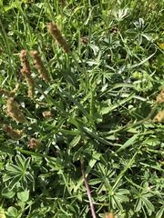Plantago alpina
