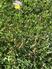 Plantago alpina
