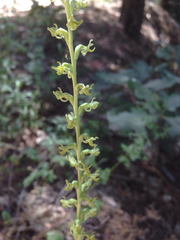 Platanthera colemanii