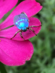 Hoplia coerulea