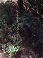 Platanthera colemanii