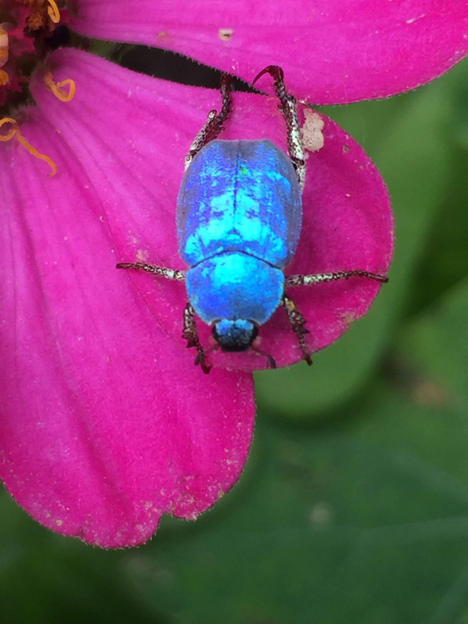 Cerulean Chafer Beetle (Hoplia coerulea) · iNaturalist