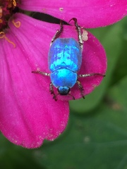 Hoplia coerulea