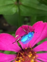 Hoplia coerulea