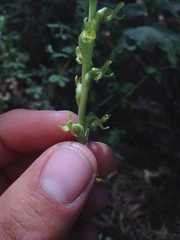 Platanthera colemanii