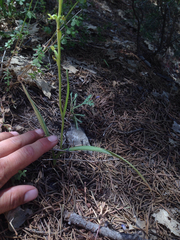 Platanthera colemanii