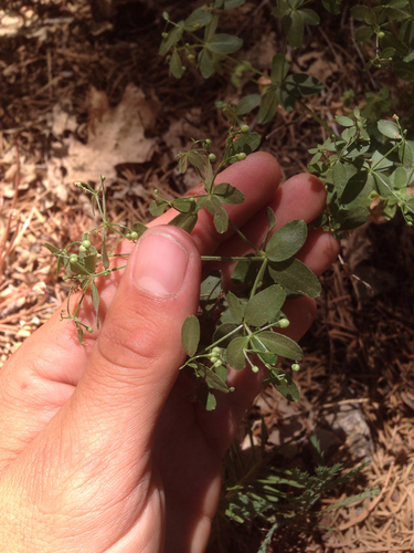 Galium sparsiflorum ssp. sparsiflorum