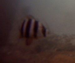 Diplodus hottentotus